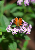 Mariposa naranja sobre pequeñas flores violetas